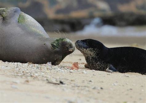 Excitement surrounds Hawaiian monk seal pup born at Waikiki’s Kaimana Beach | Honolulu Star ...