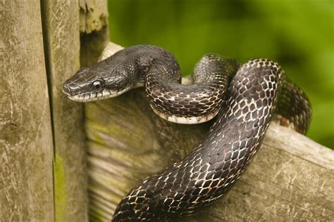 Art Lander’s Outdoors: The Black Rat Snake, common across Kentucky, helps control rodents ...