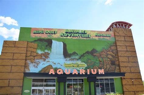 Branson's Wild World Aquarium - Branson, MO | Branson missouri vacation, Branson vacation, Branson