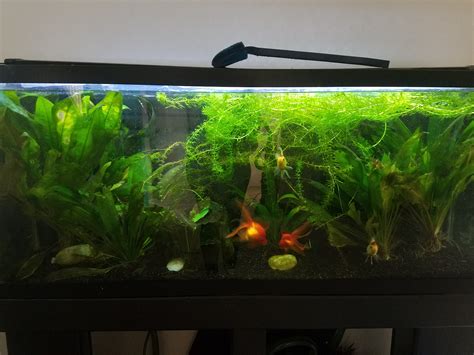 I have too many plants in my goldfish tank of all things : r/Goldfish