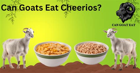 Can Goats Eat Cheerios? Nutritional Insight: - Can Goat Eat