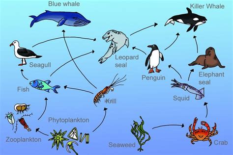 drawing neat labelled diagram of Aquatic food chain - Brainly.in