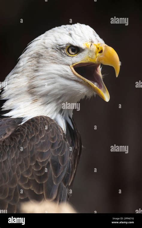 Bald eagle closeup Stock Photo - Alamy