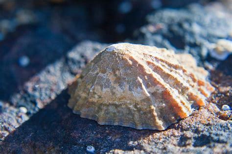 Limpets sink their teeth into world's strongest natural material crown