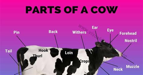 Cow Anatomy Diagram Labeled