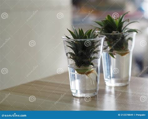 Roots of the Pineapple Sprout, Propagation Planting Pineapples in Water ...