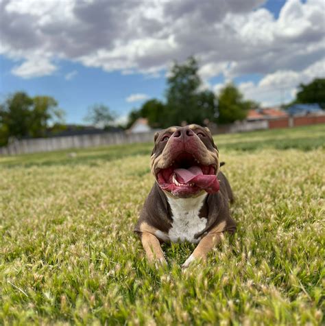 The Bully Tri Reserve | XL Pitbulls Breeding & Training | St George