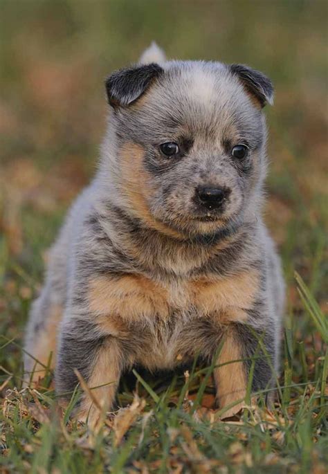 Australian Blue Heeler For Sale - Photos All Recommendation