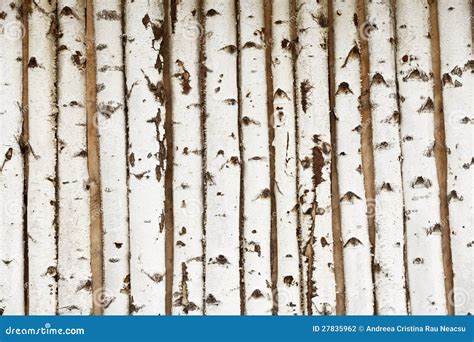 Birch Wood Texture Stock Photography - Image: 27835962