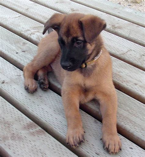 Belgian Shepherd Puppies For Sale | Orlando, FL #208010