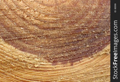 Tree Trunk Cross-Section - Free Stock Images & Photos - 82009 | StockFreeImages.com