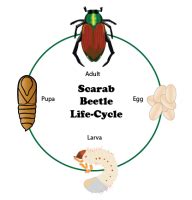 scarab beetle life cycle-01 | BioLogic Company