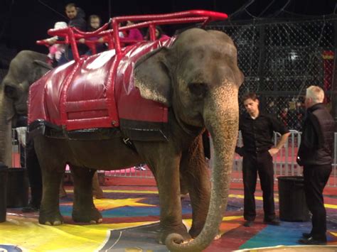 Celebrities Tell the Tortured, Painful Tale of Animals in Circuses | PETA.org