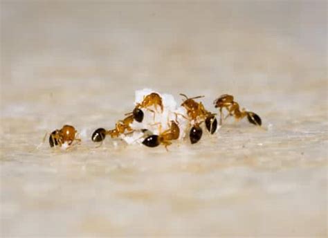 Professional and Fast Ant Control and Removal Services. Contact us today!