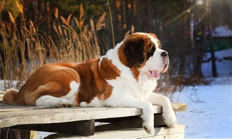 Saint Bernard Breed: Characteristics, Care & Photos | BeChewy