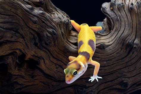 Bioactive Leopard Gecko Habitats Explained - BarkAndSqueak.com