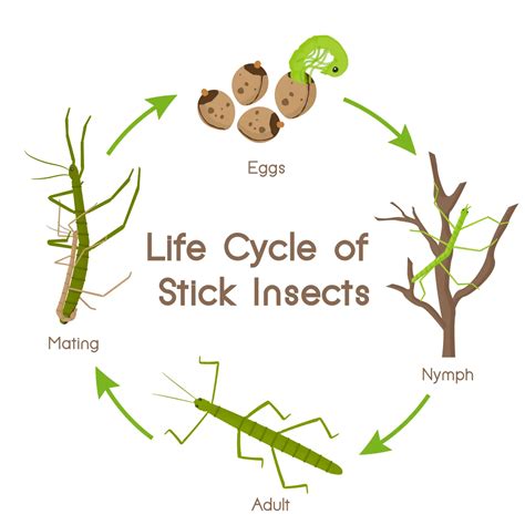 The Life Cycle Of A Stick Insect & Leaf Insect | Keeping Bugs