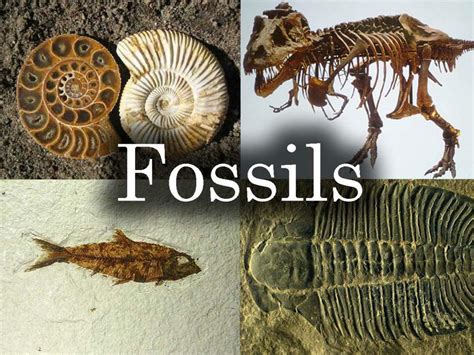 PPT - The Fossil Record PowerPoint Presentation, free download - ID:6508254