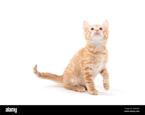 Cute baby yellow kitten isolated on white background Stock Photo - Alamy