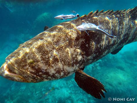 Atlantic Goliath Grouper | Noni Cay Photography