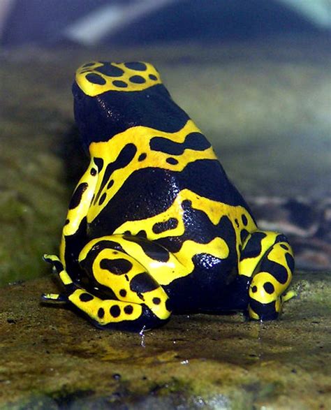 Colored Poisonous Frogs | Animals In The World