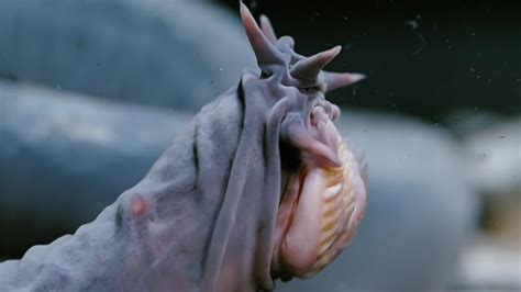 The Truth About Hagfish Slime