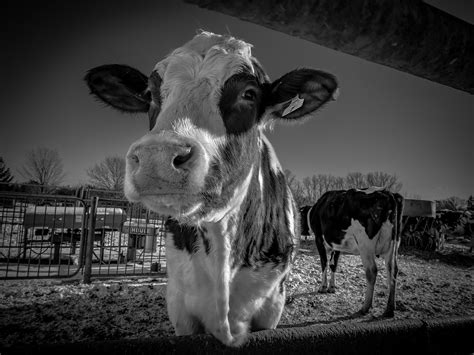 BLACK and WHITE COW Picture, Photograph Print, Cow Canvas Print ...