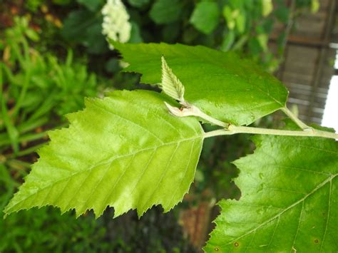 Betula nigra (Black Birch, Red Birch, River Birch, Water Birch) | North ...