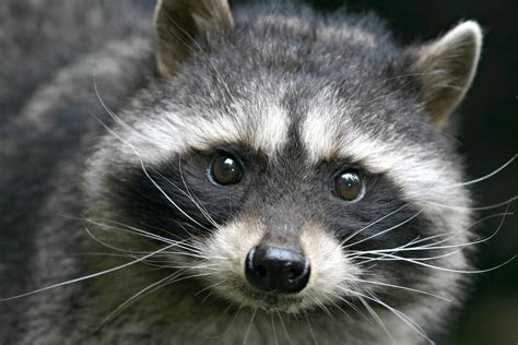 Should You Keep a Raccoon as a Pet?