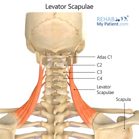 Levator Scapulae | Rehab My Patient