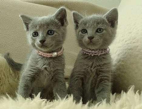 Nebelung Cats For Sale | Carlsbad, CA #108135 | Petzlover