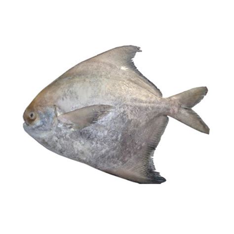 Pamphlet Fish, For Restaurant And Household at ₹ 900/kilogram in New Delhi | ID: 18047485573