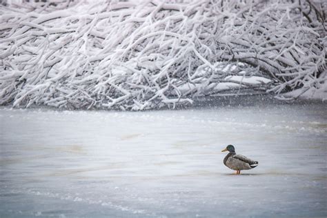 Winter Cold Lake - Free photo on Pixabay - Pixabay