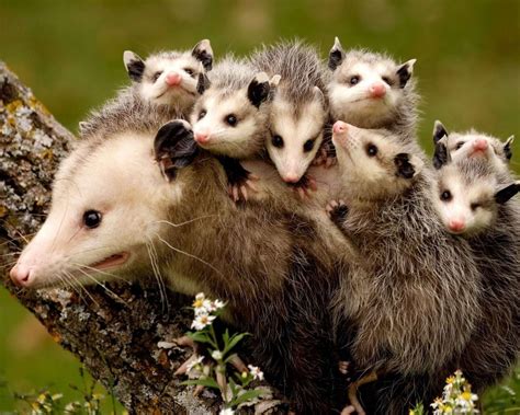 Amazon.com: Opossum Babies / Possum 8 x 10 GLOSSY Photo Picture IMAGE ...