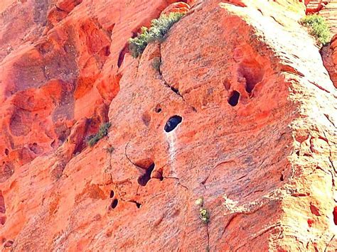 2 Pairs of Critically Endangered California Condors Found Nesting in Utah - SnowBrains