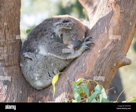 Koala bear sleeping in the tree branches Stock Photo - Alamy