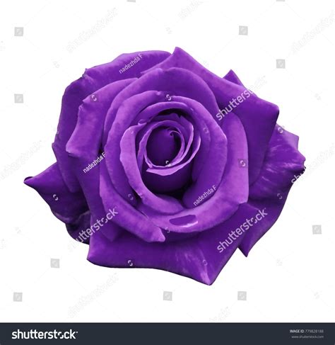 584,931 Purple Rose Images, Stock Photos & Vectors | Shutterstock