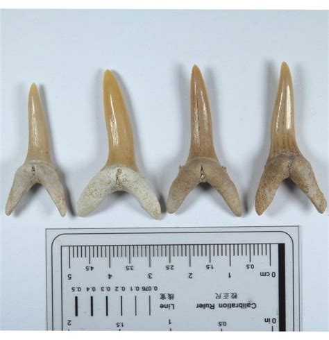 Giant goblin shark teeth - Teeth - Striatolamna striata - Catawiki