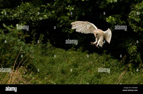 Barn owl hunting Stock Photo - Alamy