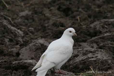 "Homing Pigeon" by Dave & Trena Puckett | Redbubble