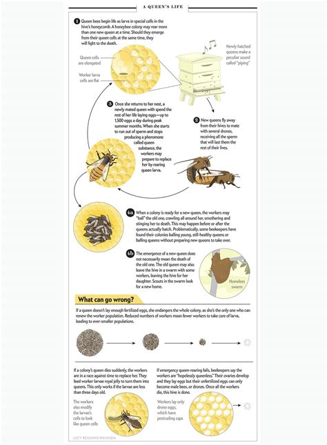 Queen honeybee life cycle (infographic) :: Behance