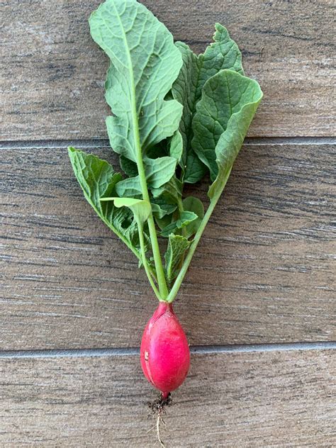 Growing Radishes: How to Grow Radishes for a Zesty Harvest