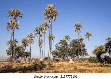 3,771 Termite hills Images, Stock Photos & Vectors | Shutterstock