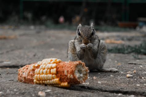 Squirrel eating corn - PixaHive