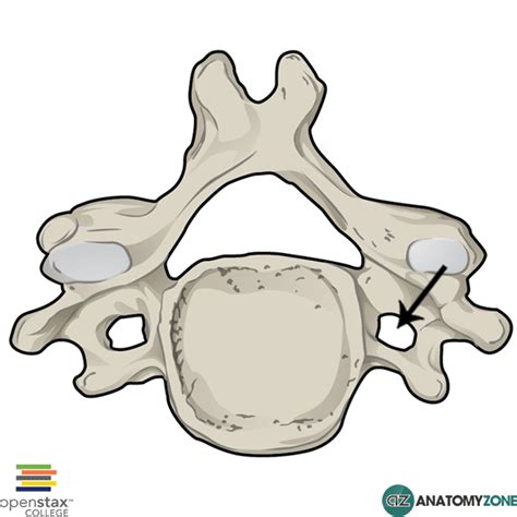 Transverse Foramen • Musculoskeletal, Skeletal • AnatomyZone