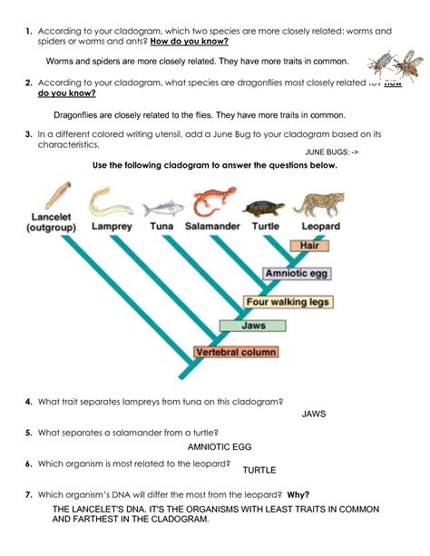 SOLUTION: Cladogram worksheet practice key - Studypool