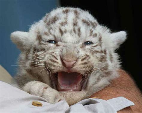 White Bengal tiger cubs make public debut | abc7chicago.com