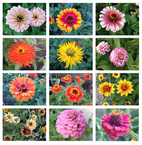 Photo of the Day: Zinnia Floral Diversity - Lot-Lines