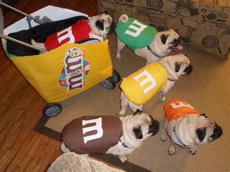 15 Cutest Pug Costumes - profascinate