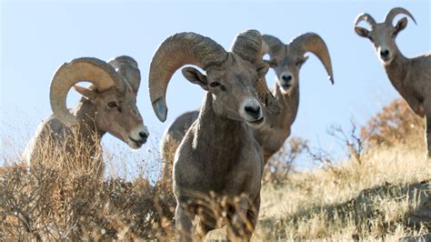 Voice: 11 bighorn sheep lambs born so far this year in coachella valley